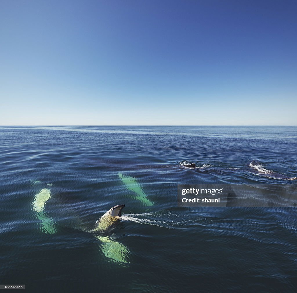 Bay of Fundy Humpbacks