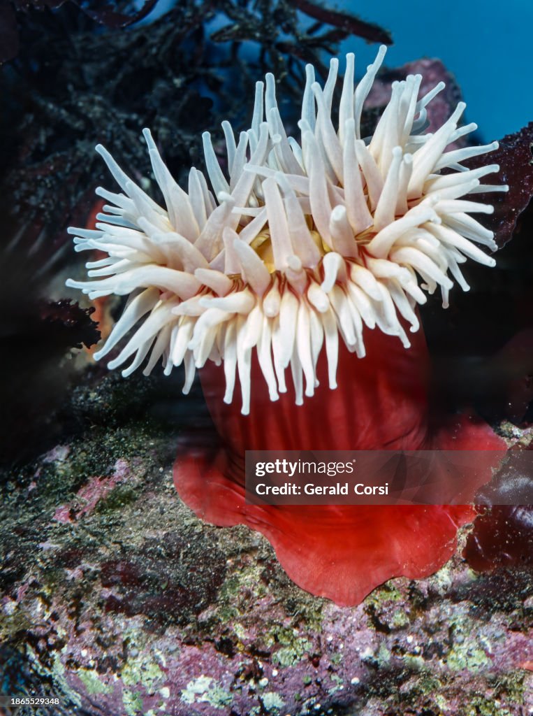 Urticina piscivora or Tealia piscivora, common names fish-eating anemone and fish-eating urticina is a northeast Pacific species of sea anemone in the family Actiniidae. Monterey Bay, California.