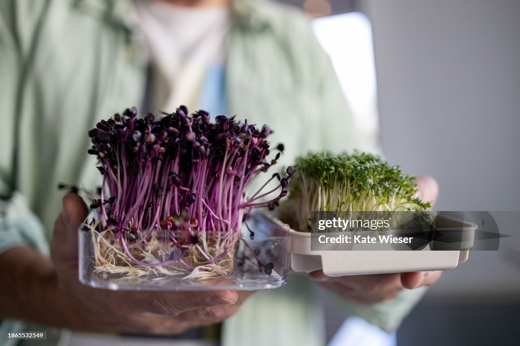 Micro greens in man’s hands. Raw sprouts, microgreens, healthy eating concept home gardening
