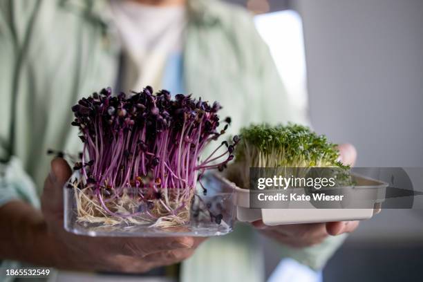 micro greens in man’s hands. raw sprouts, microgreens, healthy eating concept home gardening - microgreen stock pictures, royalty-free photos & images