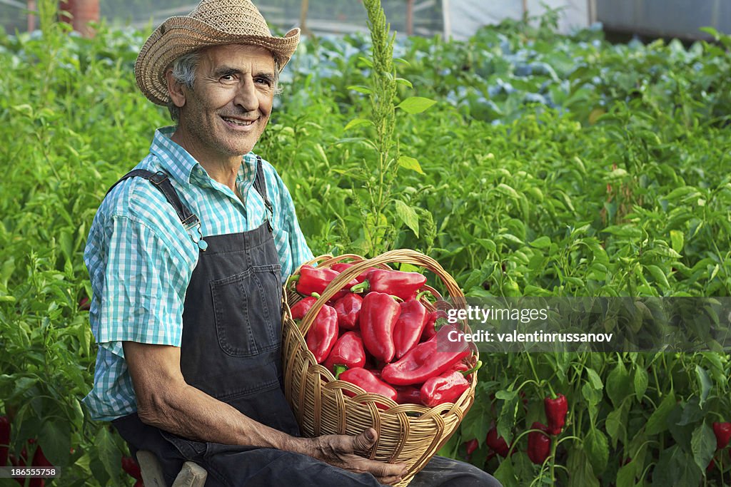 Farmer Picking Vegetables