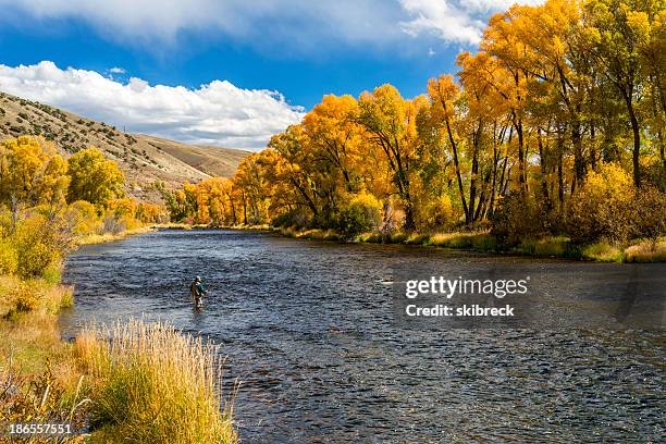 mujer pesca con mosca en el río colorado durante el otoño - fly fishing fotografías e imágenes de stock