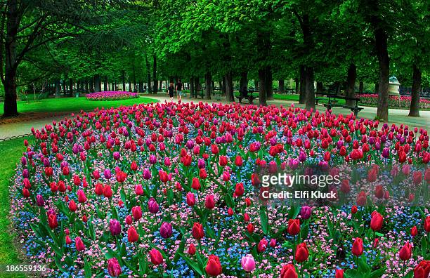 spring time in paris garden - jardin du luxembourg photos et images de collection