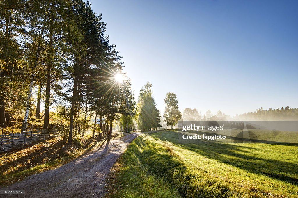 Summer field