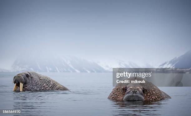 walrus in natural arctic habitat svalbard norway - arctic walrus stock pictures, royalty-free photos & images