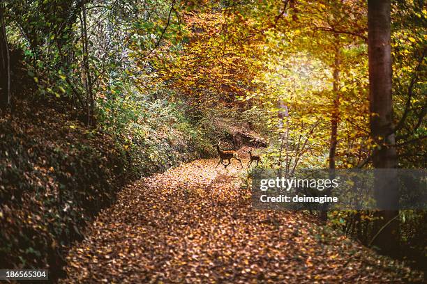 deer in the autumn forest - leaf on roof stockfoto's en -beelden