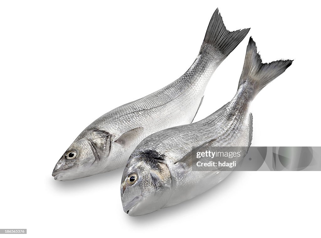 Sea Bass & Bream
