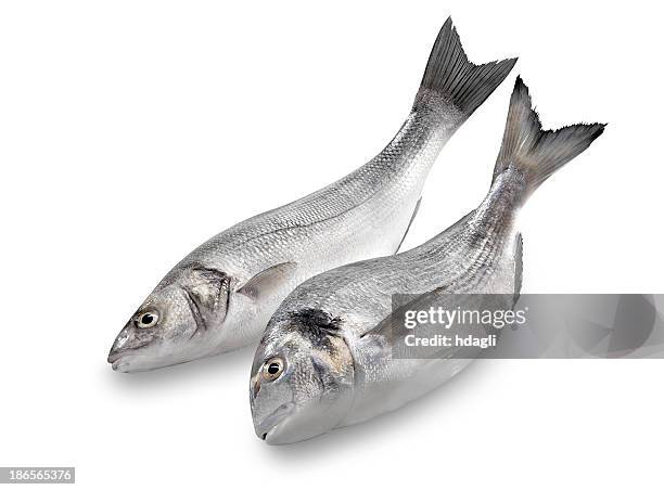 sea bass & bream - sea bream stock pictures, royalty-free photos & images