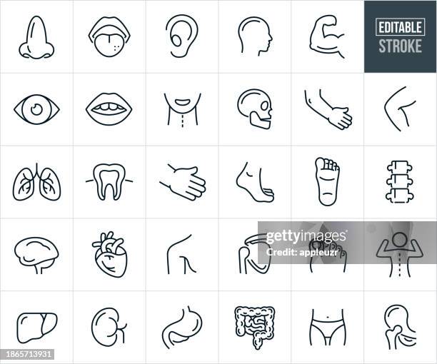 bildbanksillustrationer, clip art samt tecknat material och ikoner med human body parts and organs thin icons - editable stroke - lem kroppsdel