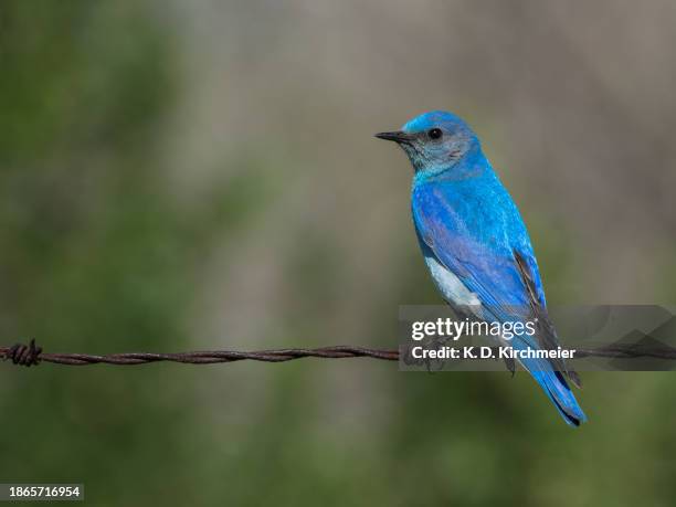 vibrant mountain bluebird on fence line - berghüttensänger stock-fotos und bilder