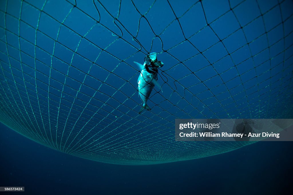 Dead fish caught in fishing net