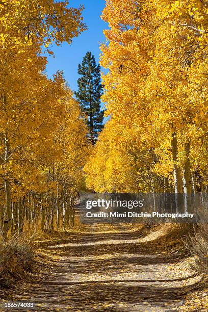 fall color in lundy canyon - lundy canyon stock pictures, royalty-free photos & images