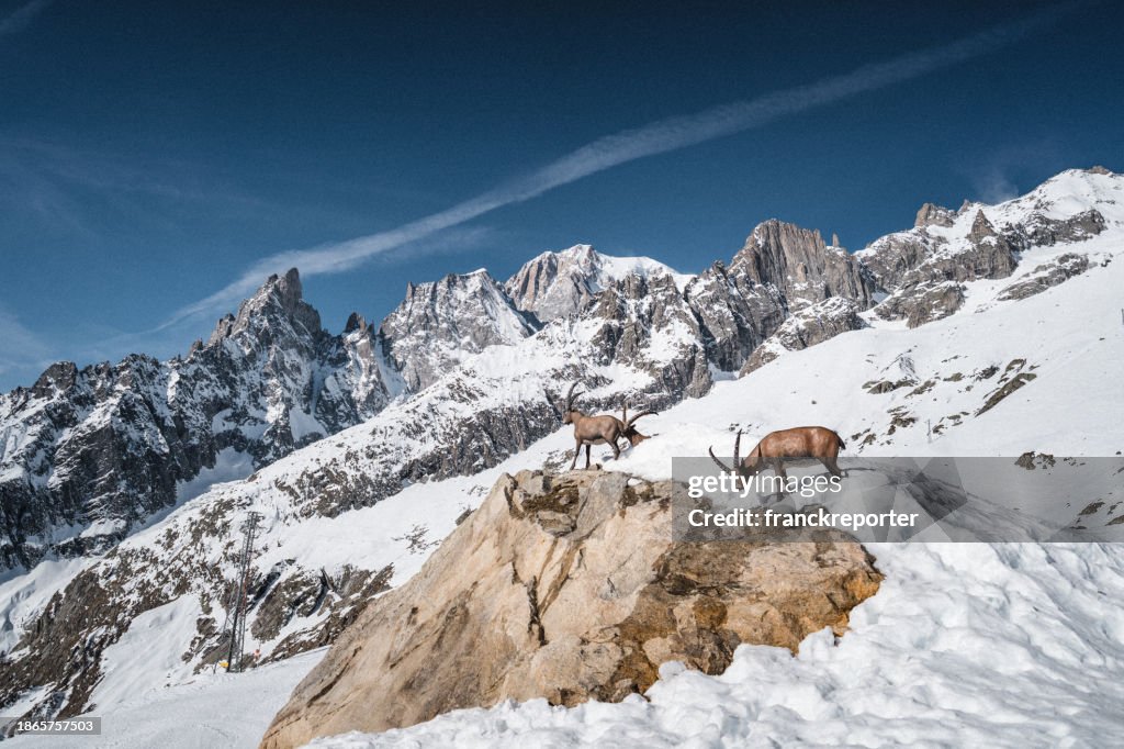 Mont blanc masseif in Courmayeur