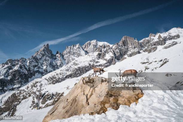 mont blanc masseif in courmayeur - auvergne rhône alpes stock pictures, royalty-free photos & images