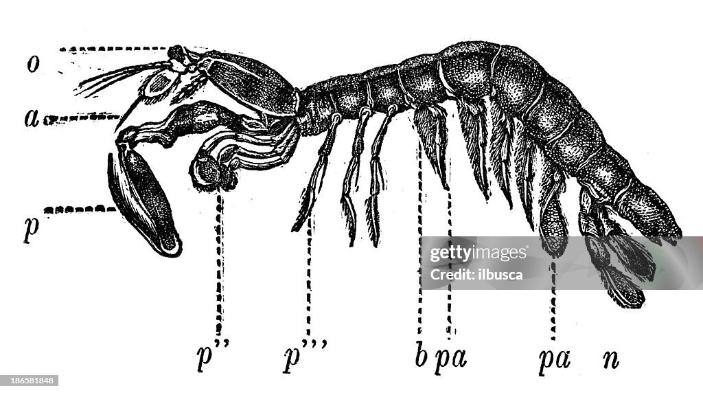 Antique illustration of Squilla (mantis shrimp)