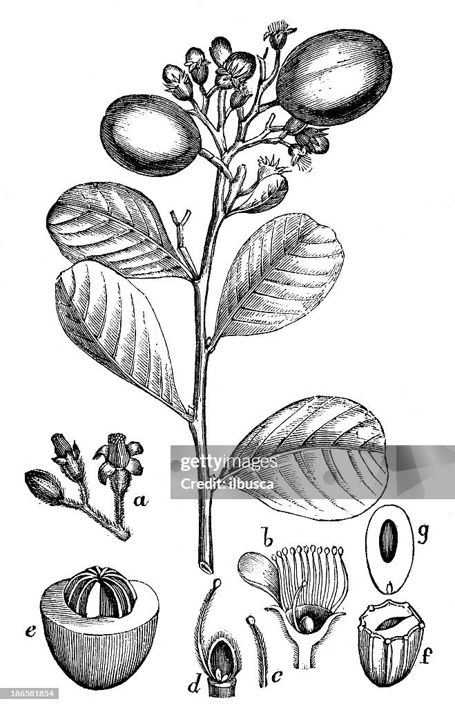 Antique illustration of Chrysobalanus icaco (cocoplum, Paradise Plum or icaco)