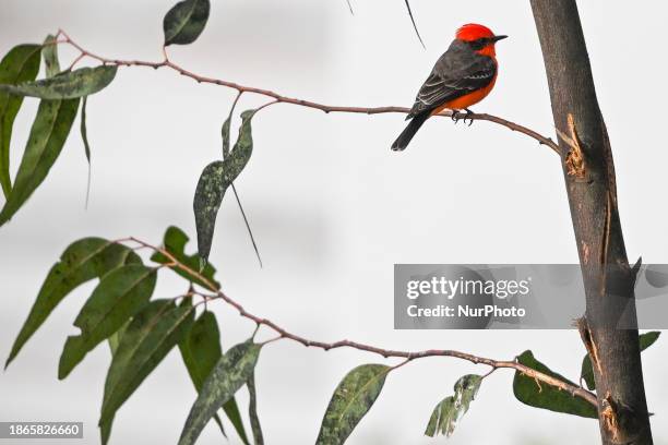 View of the northern cardinal male bird, also known as the red cardinal, on December 10 in Puebla, Puebla State, Mexico.