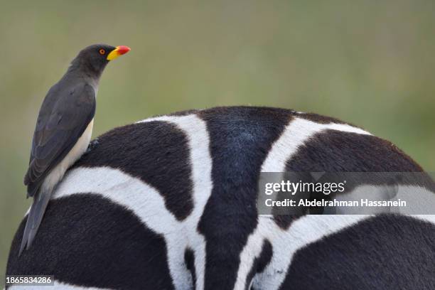 oxpecker bird on zebra - two zebras stock pictures, royalty-free photos & images