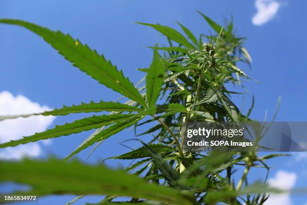 Cannabis grows freely in nature, the use of medical cannabis was legalized on December 21, 2023 248 People's Deputies of the Verkhovna Rada of...