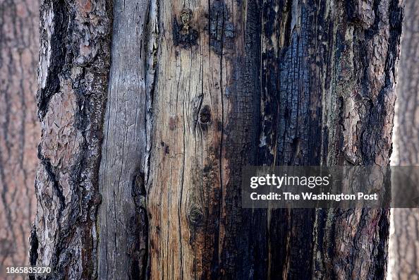 MT. LEMMON, AZ - NOVEMBER 21:  Layers of history, including fir