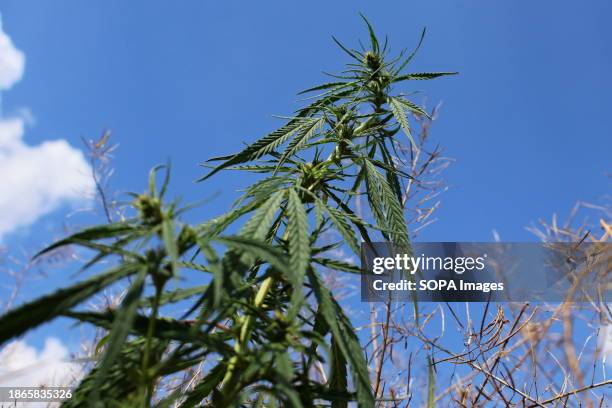 Cannabis grows freely in nature, the use of medical cannabis was legalized on December 21, 2023 248 People's Deputies of the Verkhovna Rada of...