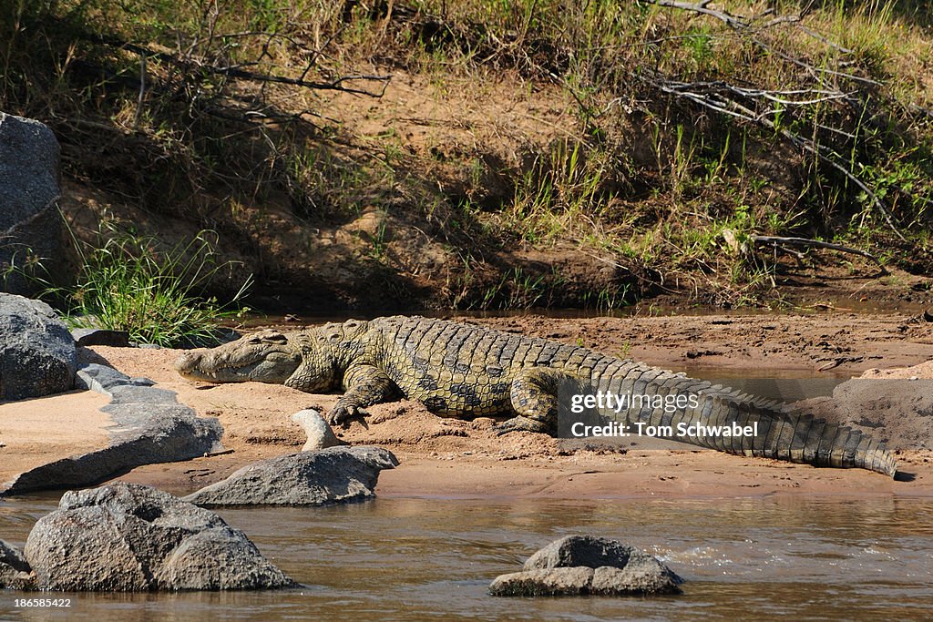 Nile Crocodile