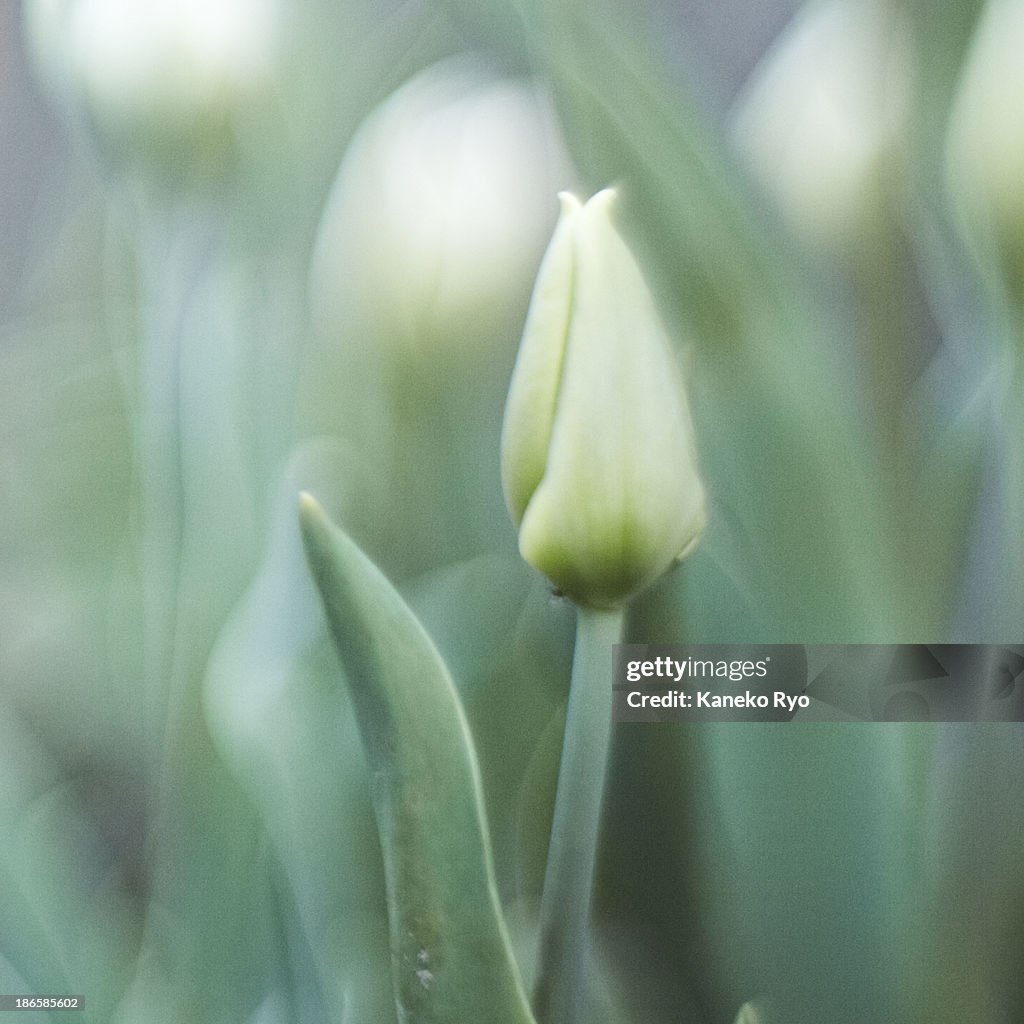 Tulip.