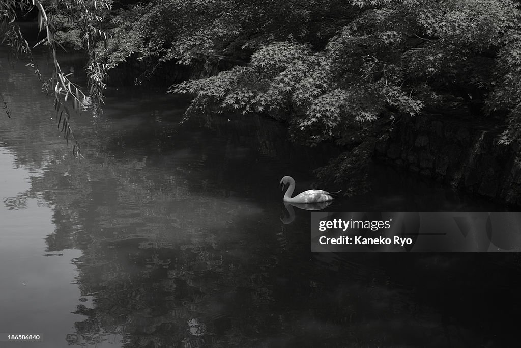 Swan in the river.