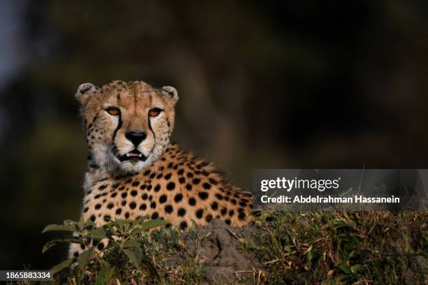 cheetah resting - gepardenfell stock-fotos und bilder