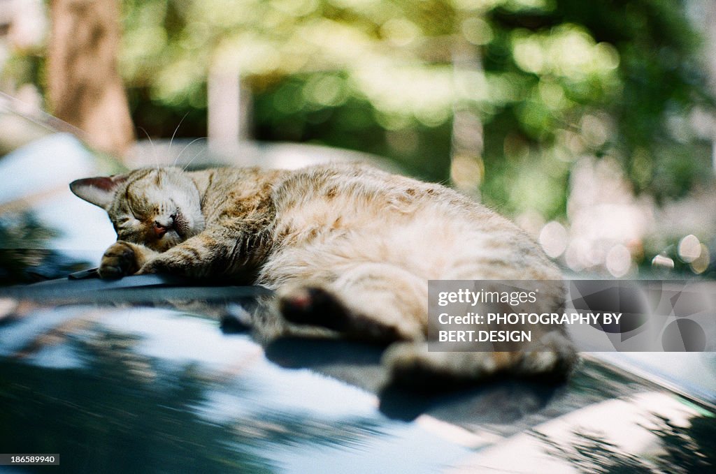 The cat sleeping on car hood