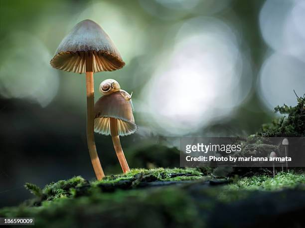 snails atop mushrooms - animal wildlife stock pictures, royalty-free photos & images