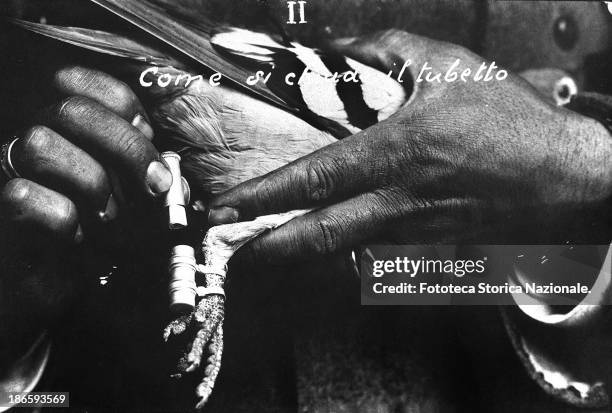 Use of the carrier pigeon for communications from the front: the closing of the tube containing the message. Italy, 1915.