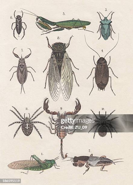 insects, hand-colored lithograph, published in 1880 - stink bug stock illustrations