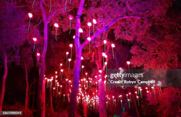 Exploring Perth's Vibrant Family Rave Culture: A Seasonal Guide