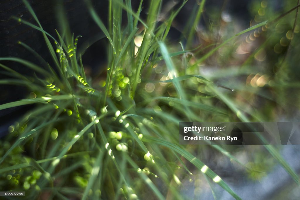 Shining grass