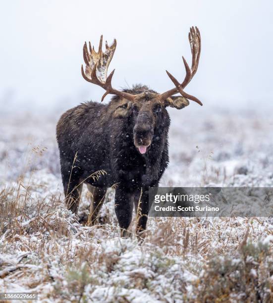 catching snowflakes - bull moose jackson stock pictures, royalty-free photos & images