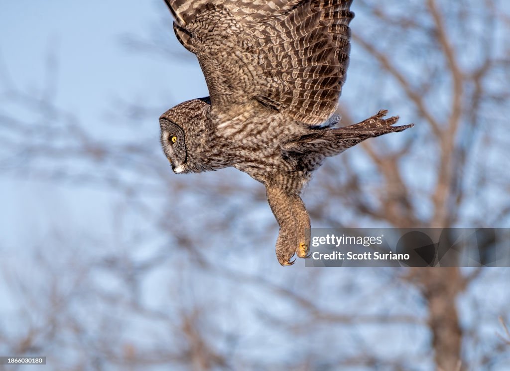 Feathered Talons