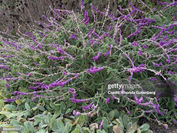 mexican brush sage, mendocino, ca - mexican bush sage stockfoto's en -beelden