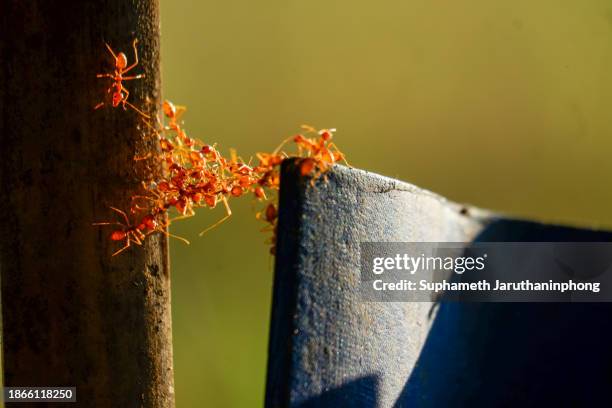 the unity of ants. - ants marching stock pictures, royalty-free photos & images