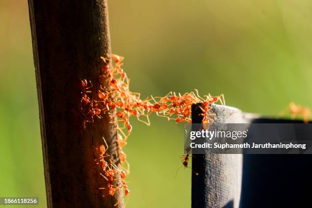 the unity of ants. - ant close up stock pictures, royalty-free photos & images