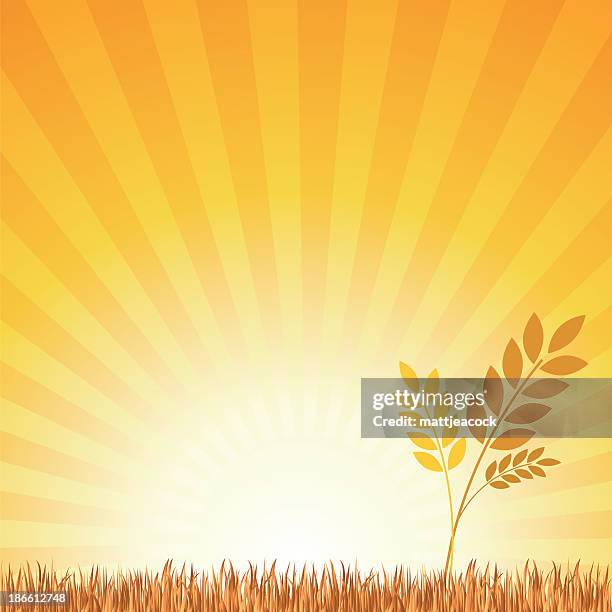 wheat field - turf background stock illustrations
