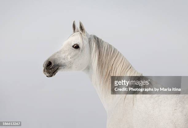 arab stallion - horse studio stock-fotos und bilder