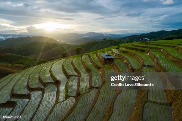 sunset in rice field with light shining, pa pong piang rice terraces,chiang mai,mae cham, thailand - rice australia stock pictures, royalty-free photos & images