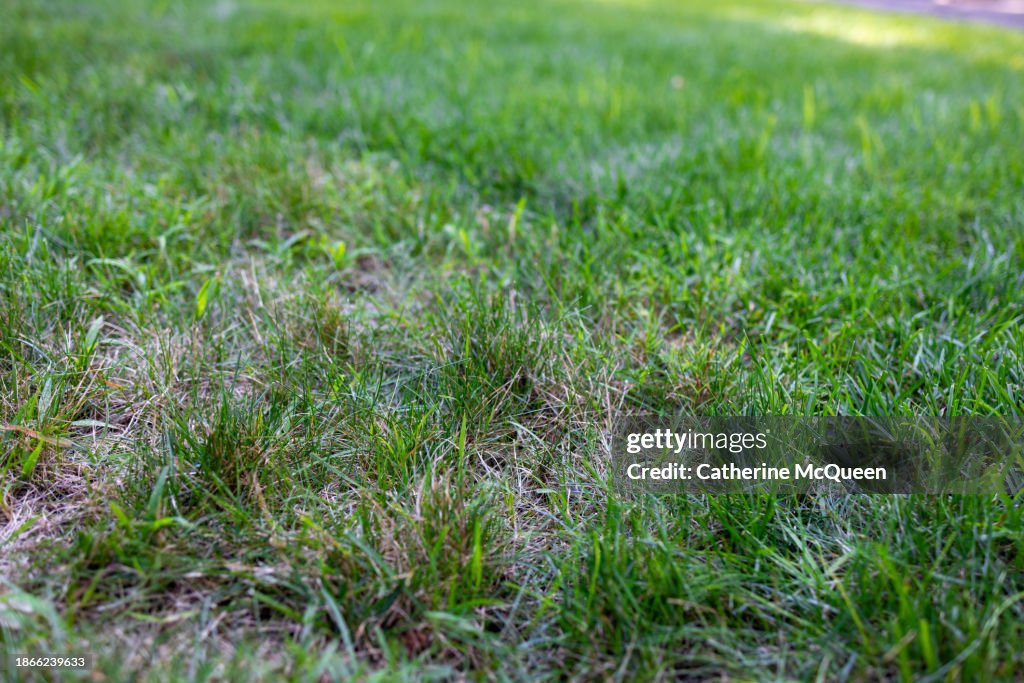 Patch of grass (some dead in foreground) with diminishing view