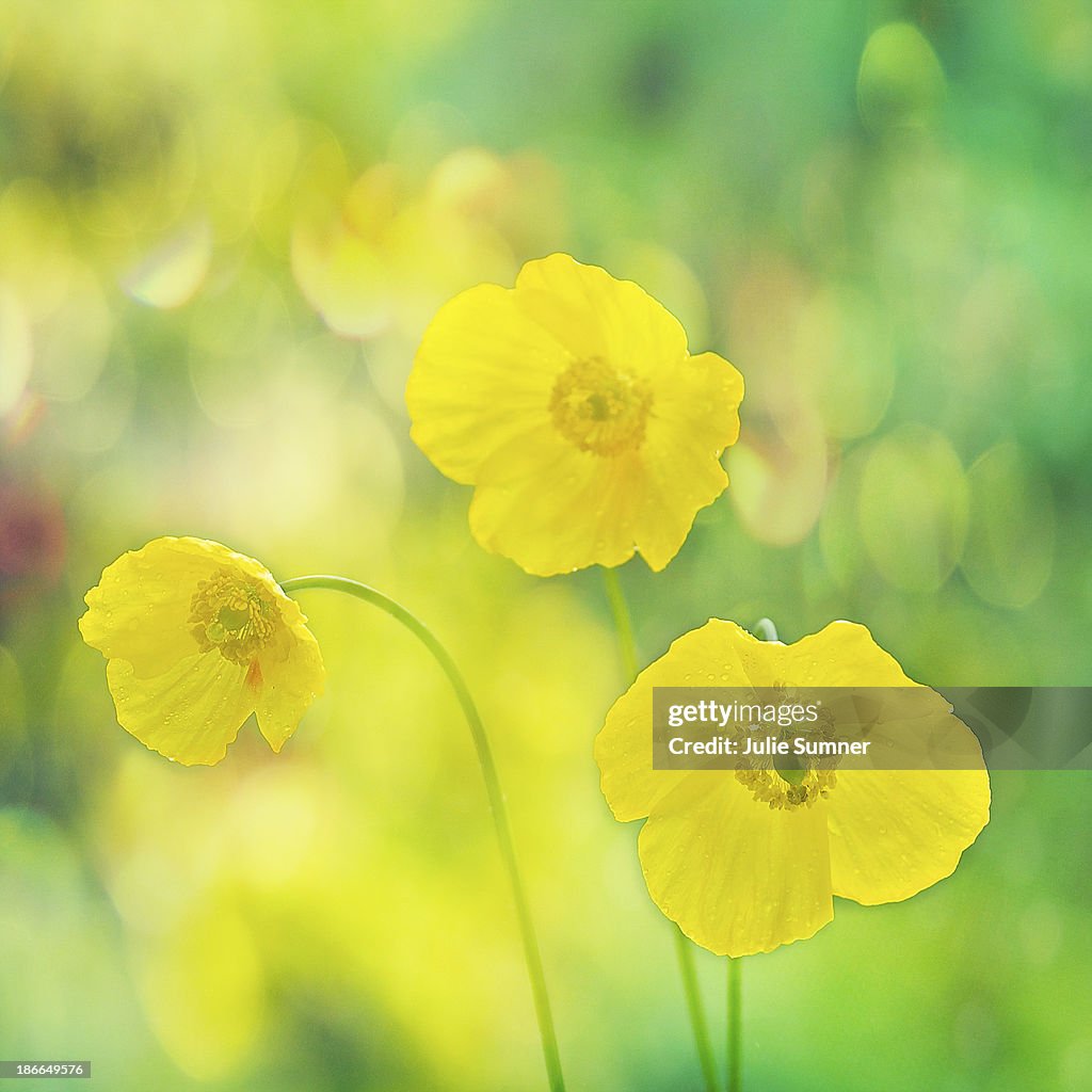 Triple corn poppies