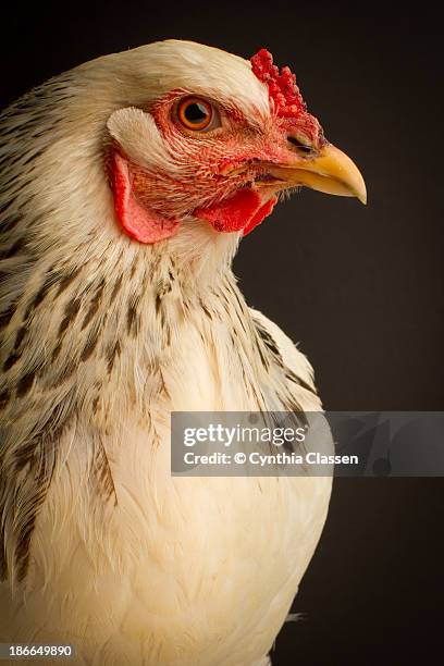 brahma hen portrait - cynthia classen ストックフォトと画像