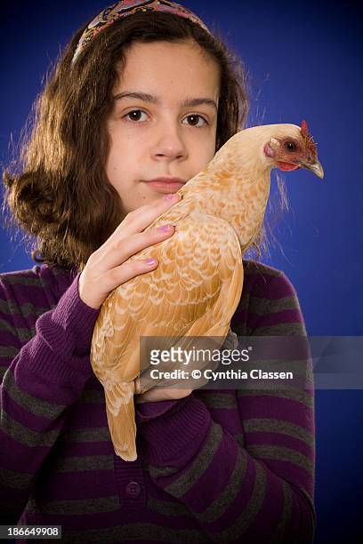young girl with pet chicken - cynthia classen 個照片及圖片檔