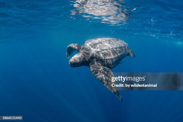 leatherback turtle and sunbeams. - turtle shell pattern stock pictures, royalty-free photos & images