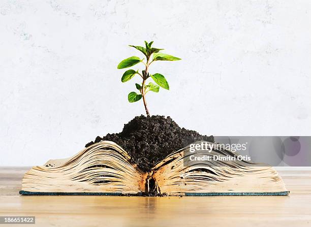 plant growing out of open book - open book stock-fotos und bilder