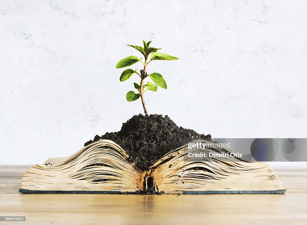 Plant growing out of open book